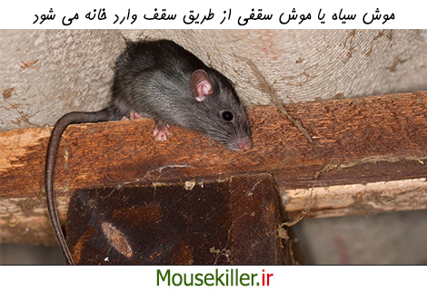 موش سقفی یا موش سیاه