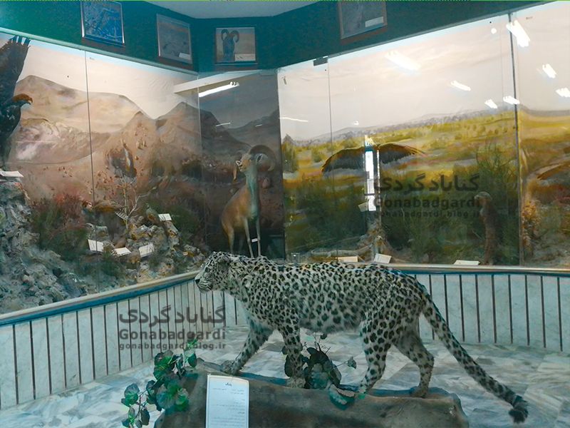موزه حیات وحش گناباد