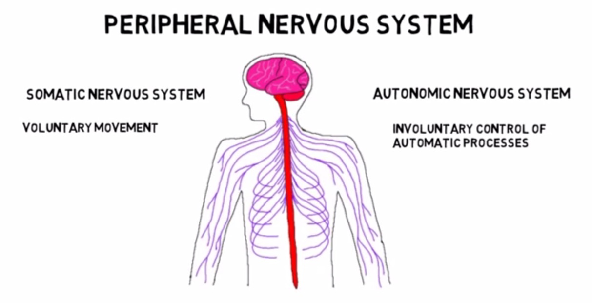 سیستم عصبی پیرامونی
