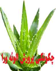 چگونگی پرورش الوئه ورا