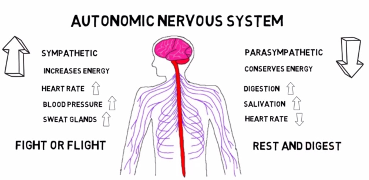 سیستم عصبی خودمختار