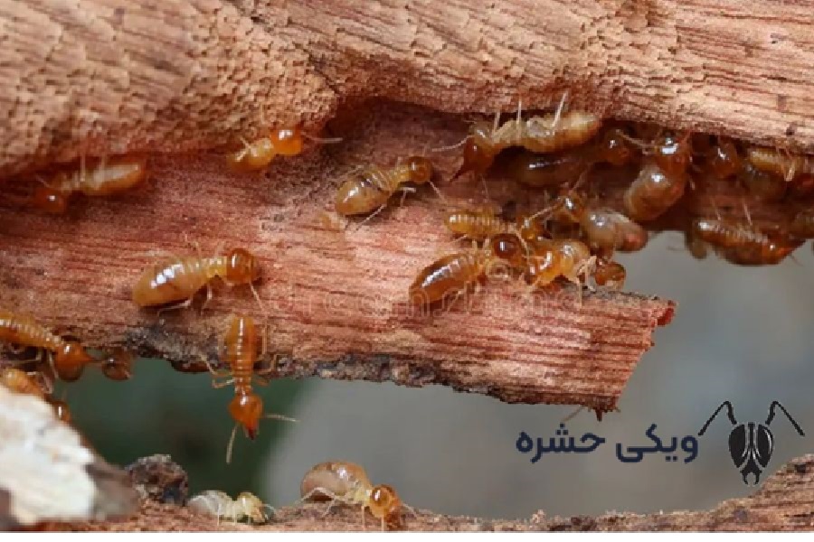 موریانه