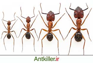 انواع گونه های مورچه