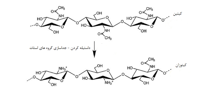 تبدیل کیتین به کیتوسان