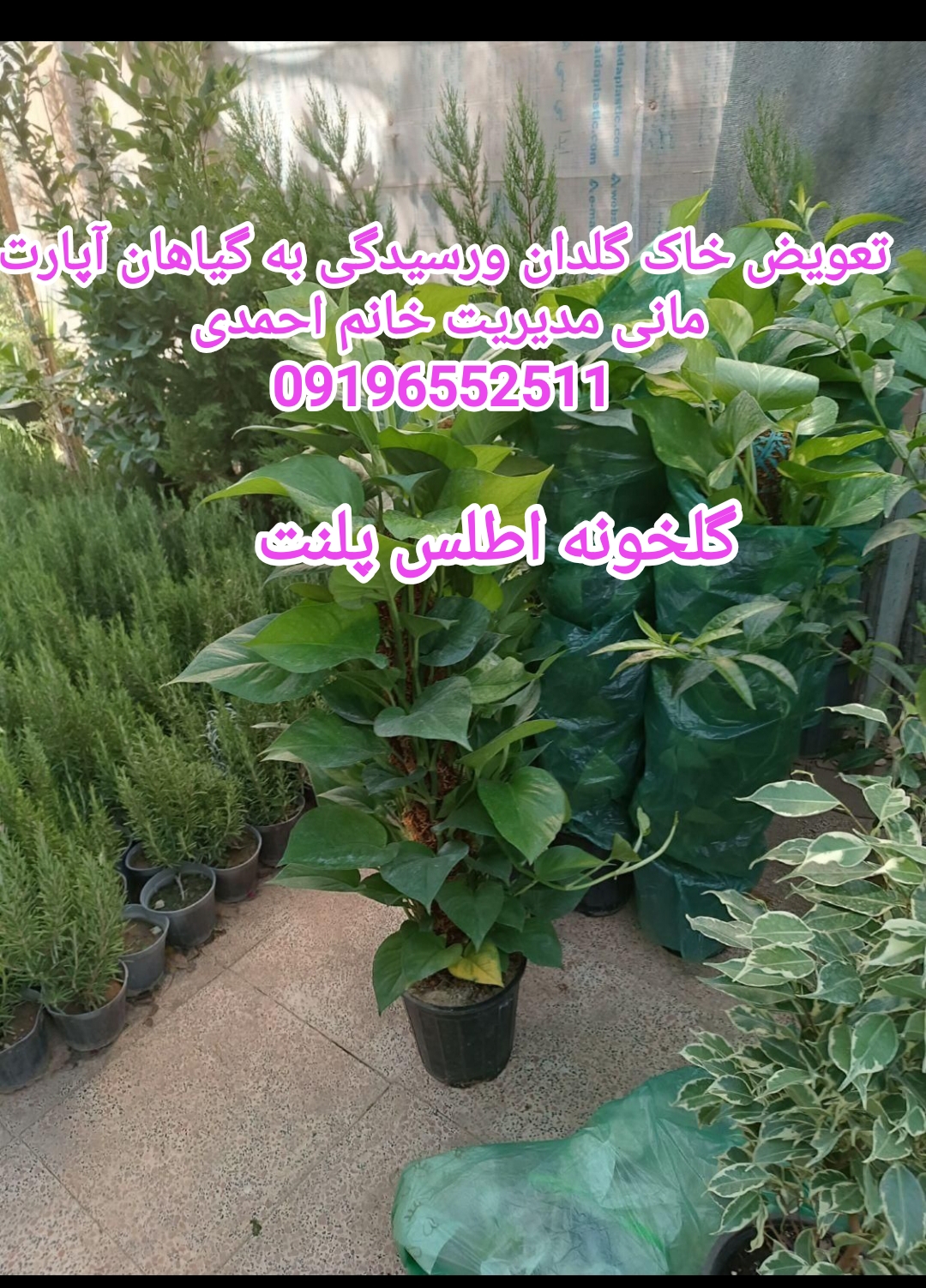 رسیدگی به گیاهان آپارتمانی و تعویض خاک گلدان وآفت گیاهان آپارتمانی مدیریت خانم احمدی درگه