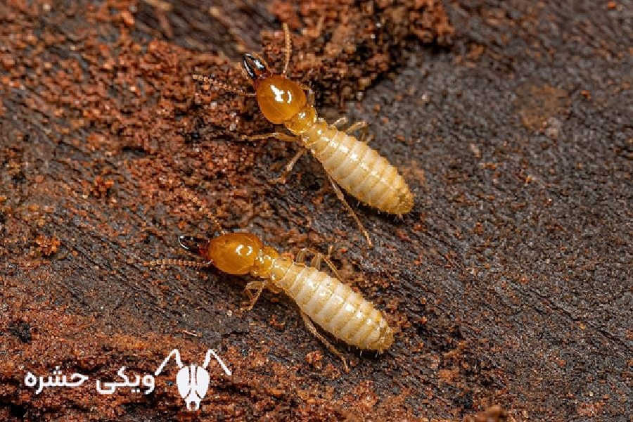 موریانه