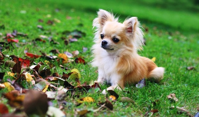 همه چیز در مورد سگ شیواوا مینیاتوری (کوچکترین سگ دنیا)