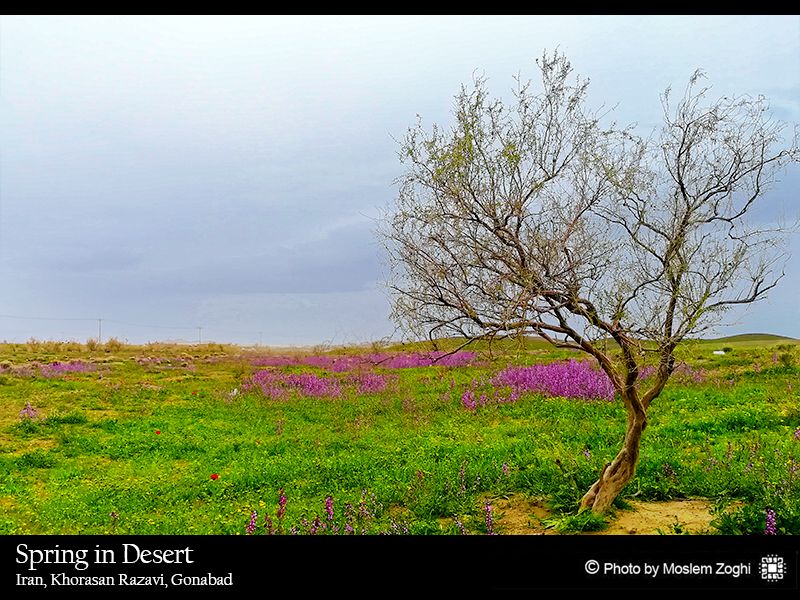 جلوه بهار در کویر شهرستان گناباد
