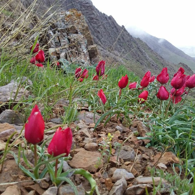 دامنه کوهستان قره لوکه جوزان