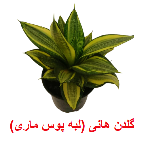 سانسوریا گلدن هانی