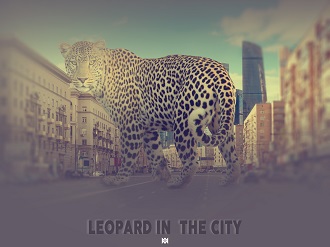 Leopard in the City