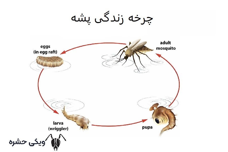 چرخه زندگی پشه