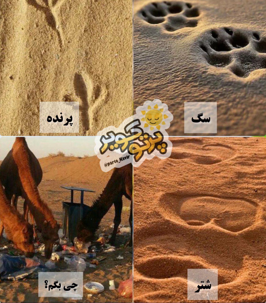 رد پاهای مختلف در طبیعت