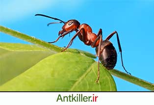 مورچه ها و ویژگی های آنها