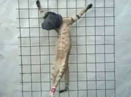 اعدام گربه توسط داعش