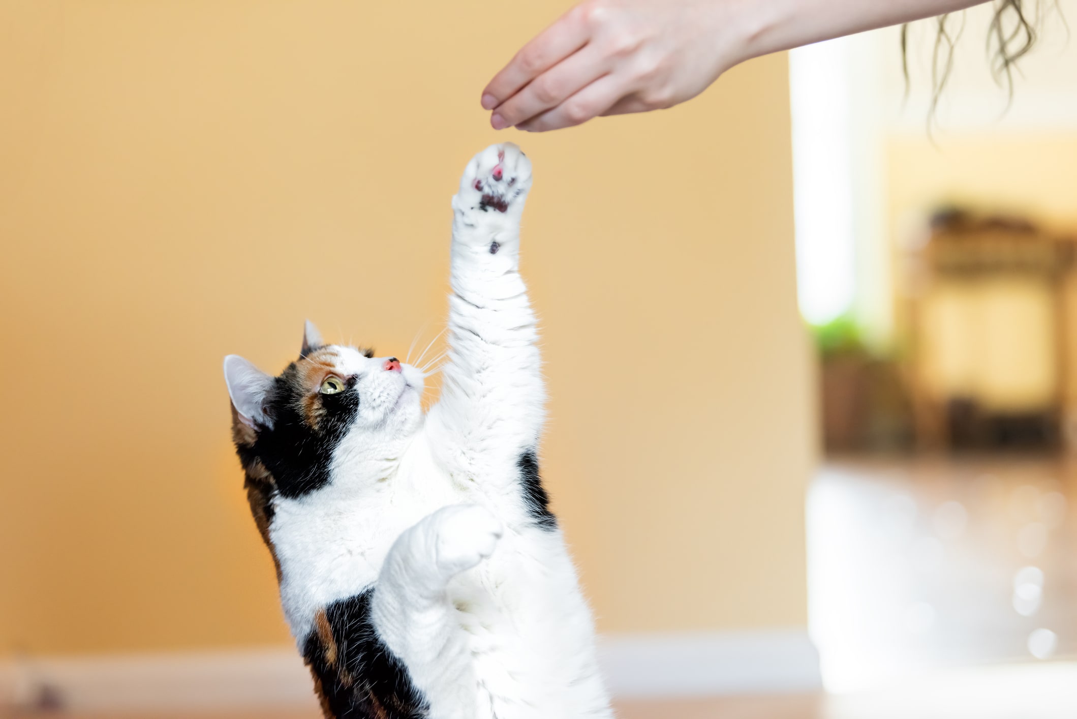 چه فرمان هایی را می‌توان به گربه خانگی آموزش داد؟