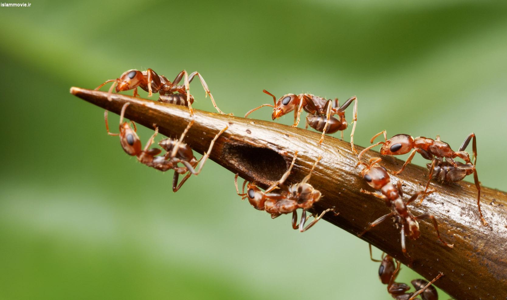 مورچه‌ها در لانه خود توالت عمومی دارند!