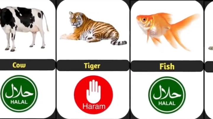 حیوانات حلال گوشت و حرام گوشت 