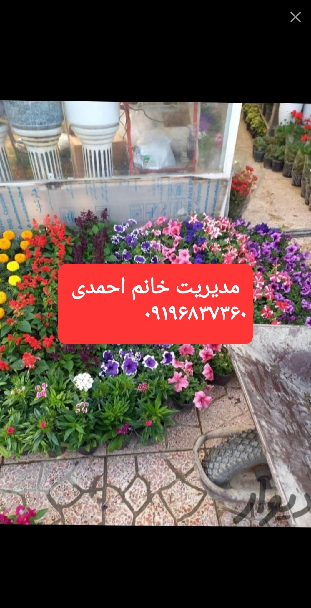 خدمات باغبانی و هرس وتعویض خاک گلدان در منزل تمام نقاط تهران ۰۹۱۹۶۵۵۲۵۱۱