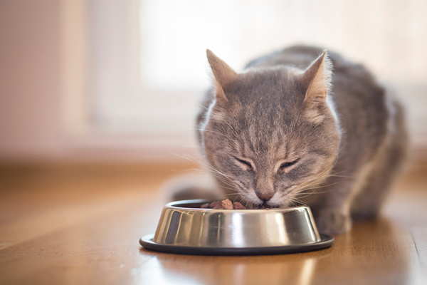 انتخاب بهترین غذای گربه از بین غذاهای جورواجور
