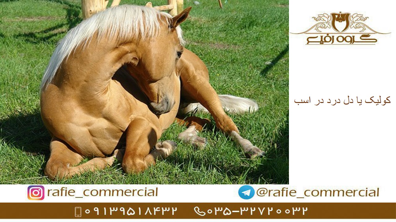 فروش علوفه دام و اسب یونجه سیفال در یزد