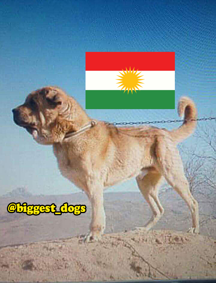 kurdish Dog سگ پژدر-سگ کردی-