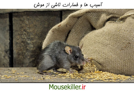 آسیب ها و خسارات ناشی از موش