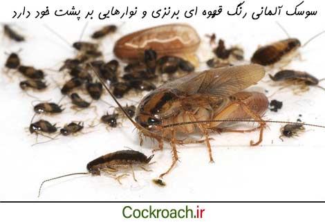 مشخصات ظاهری سوسک آلمانی