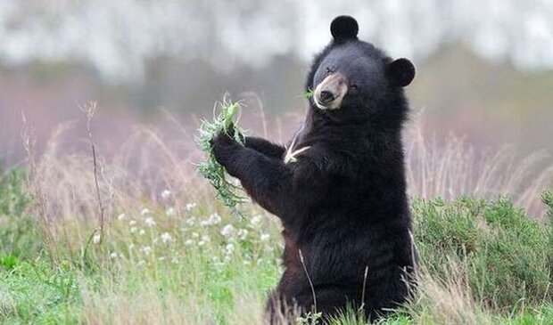 توله خرس با محموله مواد مخدر 