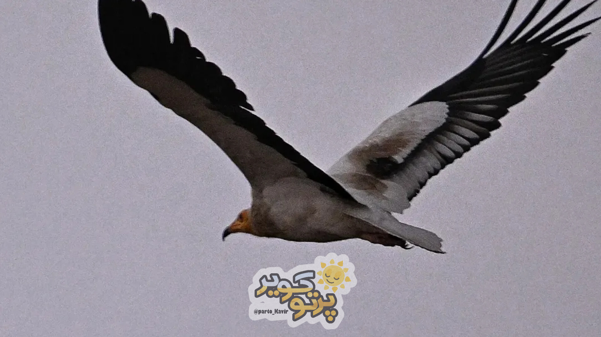 کرکس