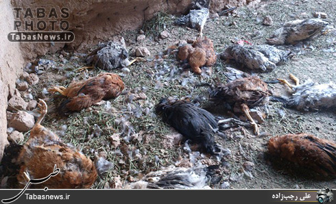 سگ ولگرد گرسنه شبانه 32 مرغ را از بین برد