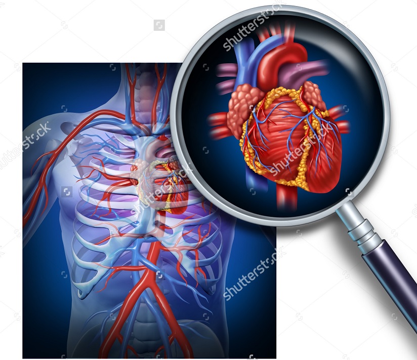 دریچه میترال قلب	