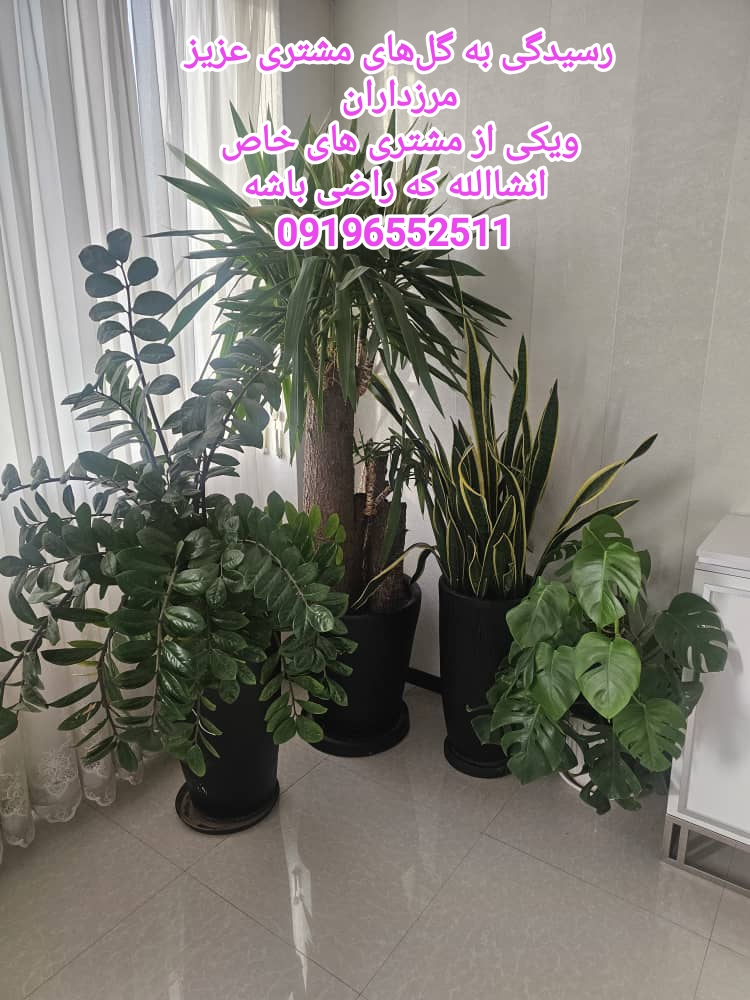 تعویض خاک گلدان مرزداران باغچه کاری هرسکاری 09196552511مدیریت خانم احمدی