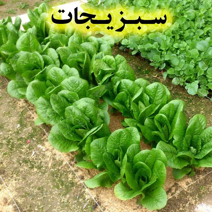 سبزیجات و صیفی جات قابل کاشت در باغچه