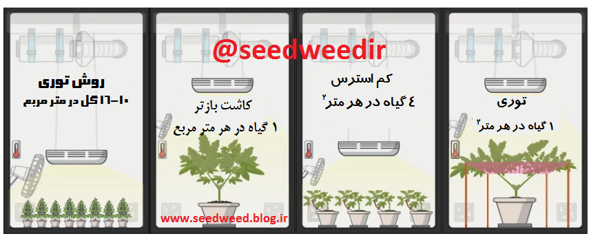 خرید ماری سید