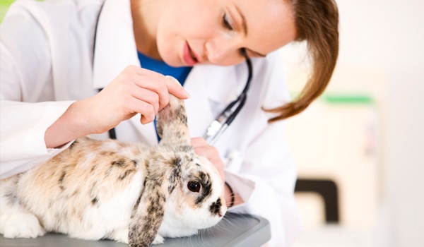 دامپزشک در حال معاینه خرگوش