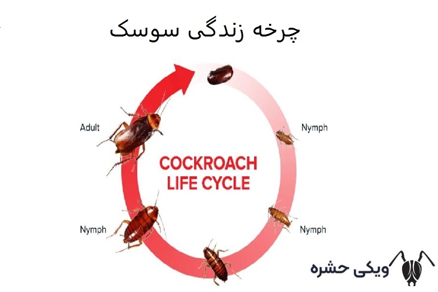 چرخه زندگی سوسک