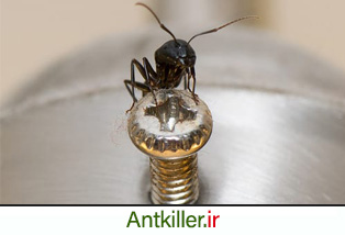 چطور کلک مورچه های سرویس بهداشتی را بکنیم