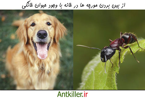 دفع مورچه با وجود سگ