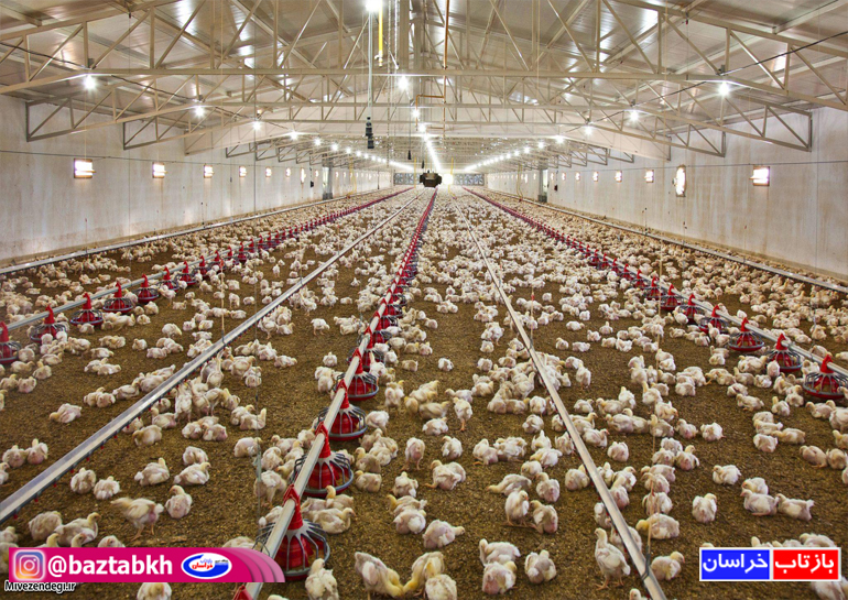 ۴۴۰ هزار قطعه جوجه در واحدهای پرورش مرغ گوشتی در سربیشه