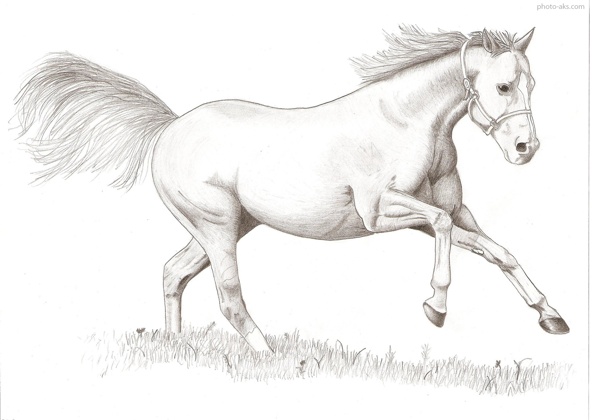 مدل نقاشی سیاه قلم اسب