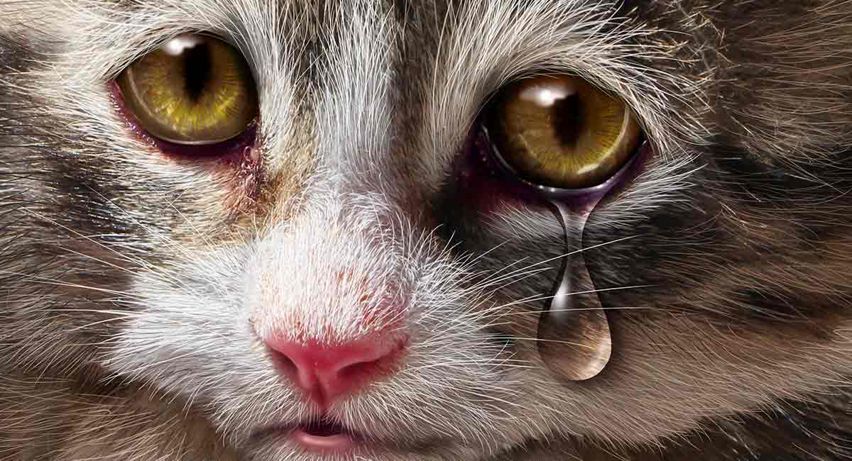 5 علت اساسی گریه کردن گربه!