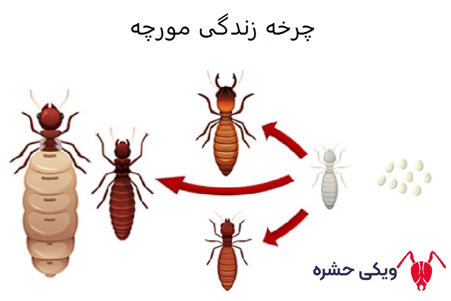 چرخه زندگی مورچه