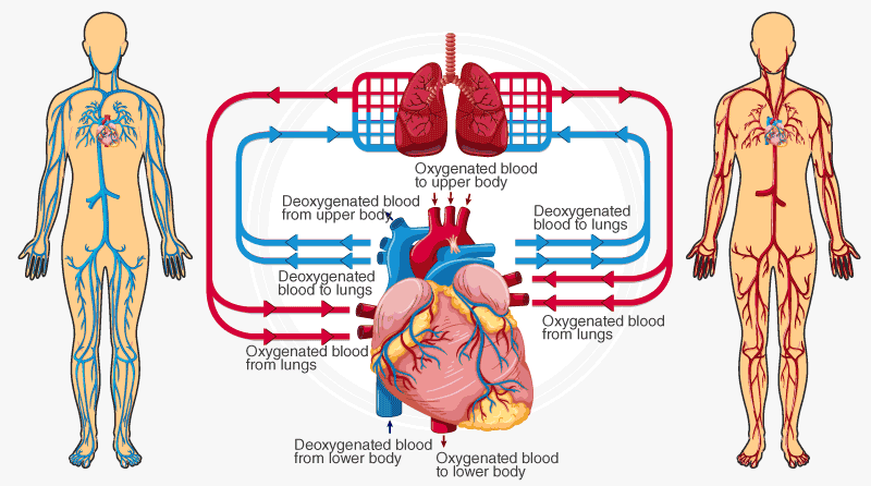 تحقیق صفحه 97 کاروفناوری نهم شباهت سیستم های تأسیساتی به قلب انسان