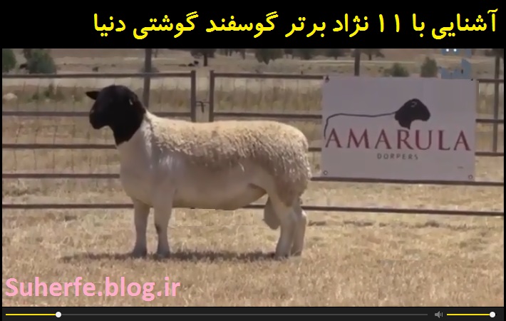 فیلم کاروفناوری آشنایی با 11 نژاد گوشتی برتر گوسفند Best Sheep Breeds for Meat Production
