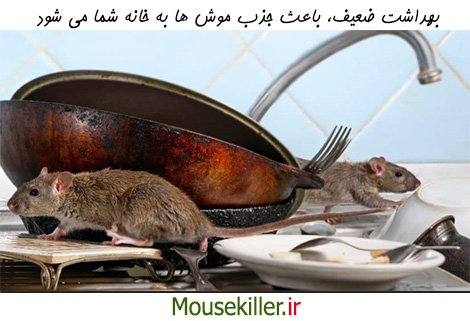 اثر بهداشت در پیشگیری از موش