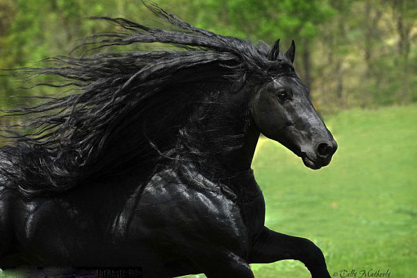 خوش‌تیپ‌ترین اسب جهان +تصاویر