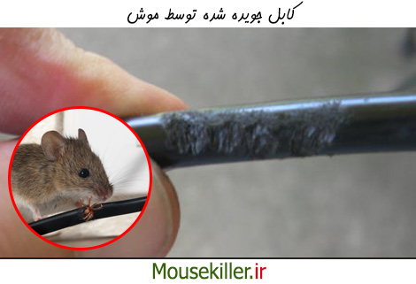 کابل جویده شده توسط موش 