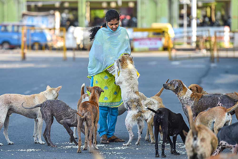 غذا دادن زن هندی به سگ های ولگرد