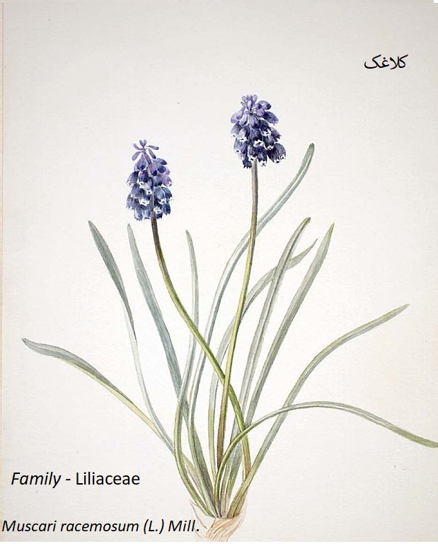 muscari racemosum